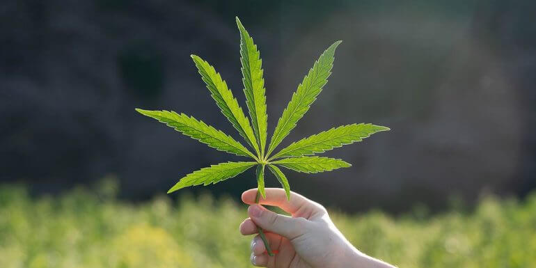 Cannabis-blad i solen