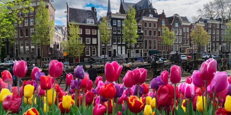 Blommande tulpaner Amsterdam
